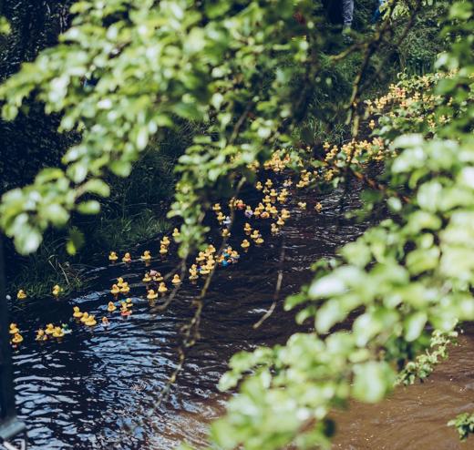 Tausende Enten treiben durchs Grüne